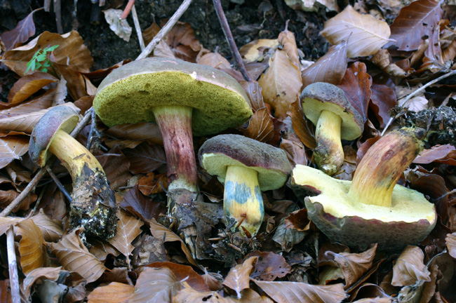 Xerocomus da determinare